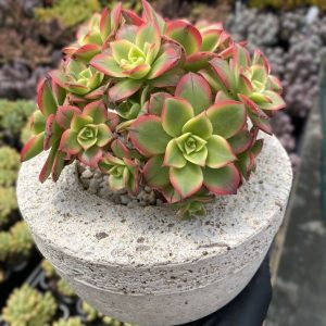 Aeonium Kiwi