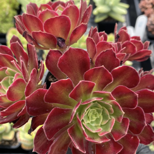 Aeonium