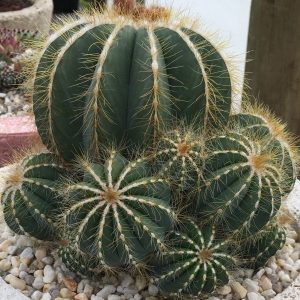 Cactus | Other