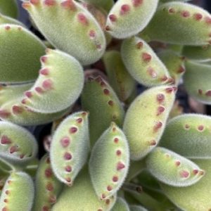 Cotyledon