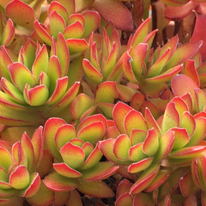 Crassula