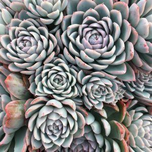 Echeveria