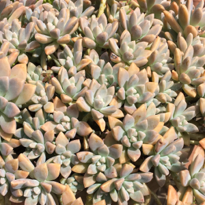 Graptosedum