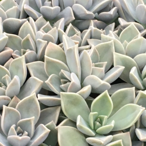 Graptoveria