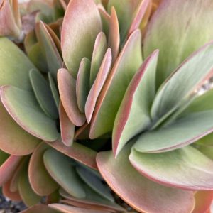Kalanchoe