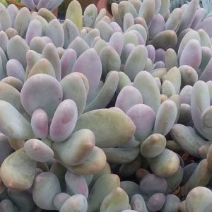 Pachyphytum