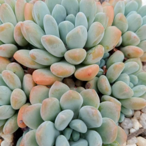 Pachyveria