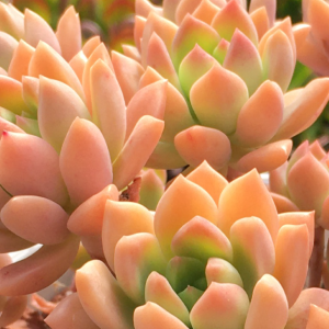 Sedeveria