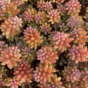 Sedum