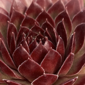 Sempervivum