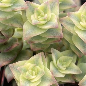 Variegated