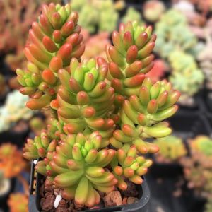 Sedum Rubrotinctum 'Red Jelly Beans'