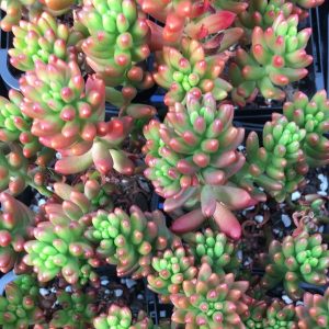 Sedum Rubrotinctum 'Red Jelly Beans' - Cuttings