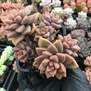 Graptosedum Bronze Delight