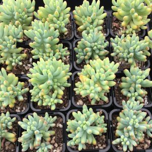Sedum Pachyphyllum 'Blue Jelly Beans' - Cuttings