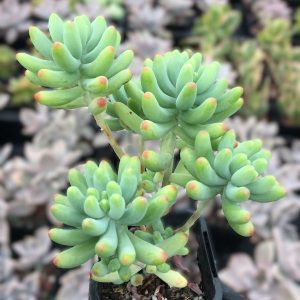 Sedum Pachyphyllum 'Blue Jelly Beans'