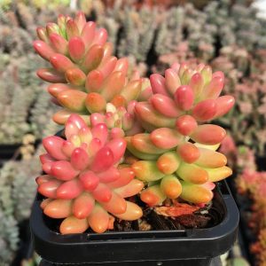 Sedum x Rubrotinctum Aurora  'Pink Jelly Bean'
