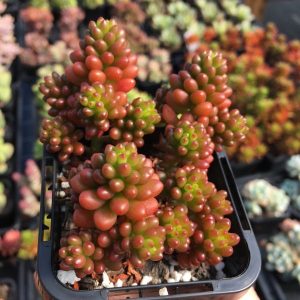 Sedum Red Berry