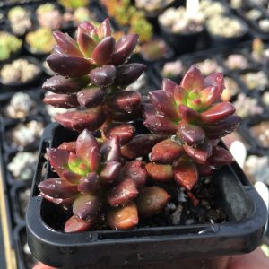 Sedeveria Jet Beads