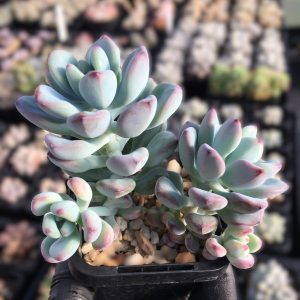 Sedum Comic Tom