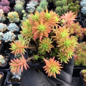 Sedum Angelina - Gold Mound
