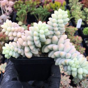 Sedum Burrito - Baby Burrow's Tail
