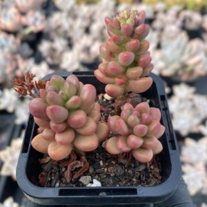 Sedum White Stonecrop - Cuttings