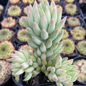 Sedeveria Harry Butterfield