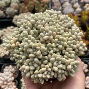 Graptopetalum Mendozae
