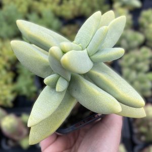 Crassula Makowaniana