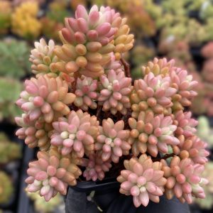 Sedum x Rubrotinctum Aurora  'Pink Jelly Bean' - Cuttings