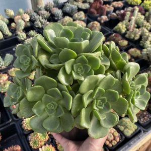 Aeonium Lily Pad
