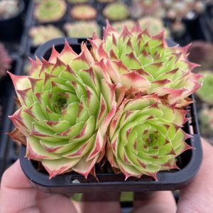 Sempervivum Tectorum Sunset