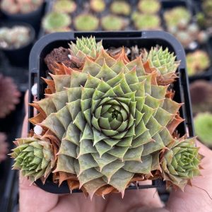Sempervivum Slabber's Seedling