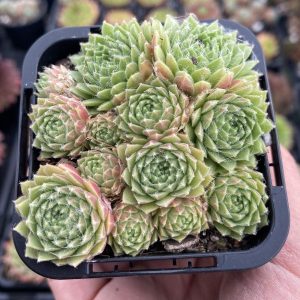 Sempervivum Hairy Balls