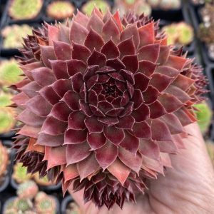 Sempervivum Garielle