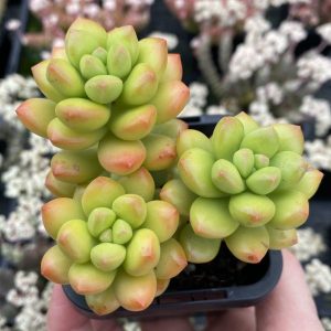 Sedum Lucidum Obesum