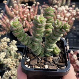 Crassula Marnieriana Jade Necklace
