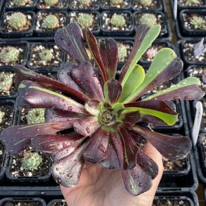 Aeonium Big Bang