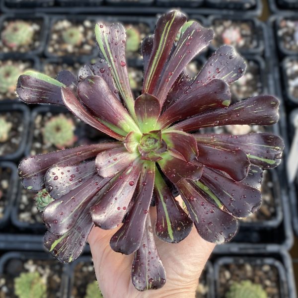 Aeonium Big Bang - Image 3