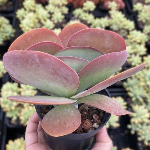 Kalanchoe Flapjack - Paddle Plant