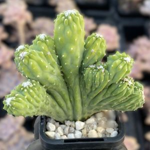 Cereus Wild Thing - Monstrose