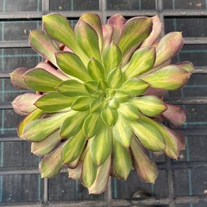 Aeonium Picasso