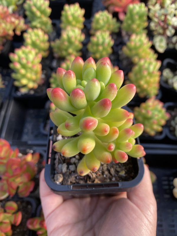 Sedum Jaspa - Image 2