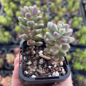 Sedum White Stonecrop