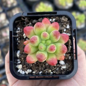 Sedum Jaspa