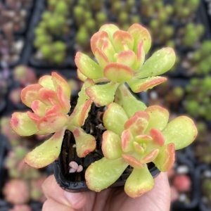 Sedum Dendroideum