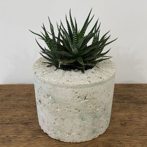 Haworthia Attenuata