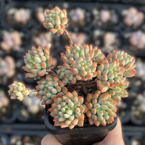 Sedeveria Blue Elf