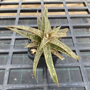 Gasteraloe Lily